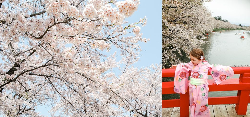 Japan Hirosaki Cherry Blossom, Sakura Matsuri, Tokyo Destination Photographer 