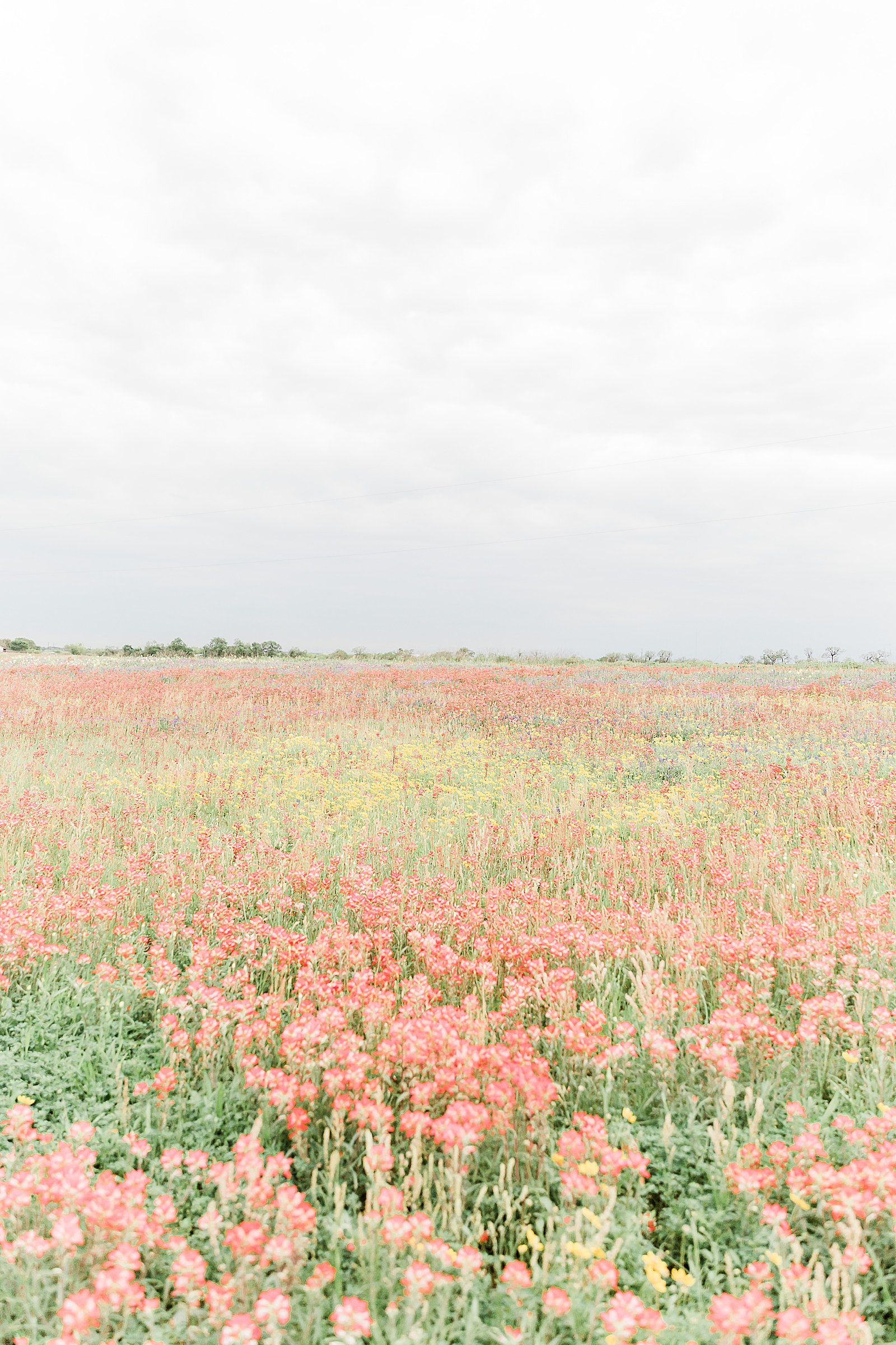 Wildflower Field in Texas, Anna Kay Photography, Destination Wedding Photographer