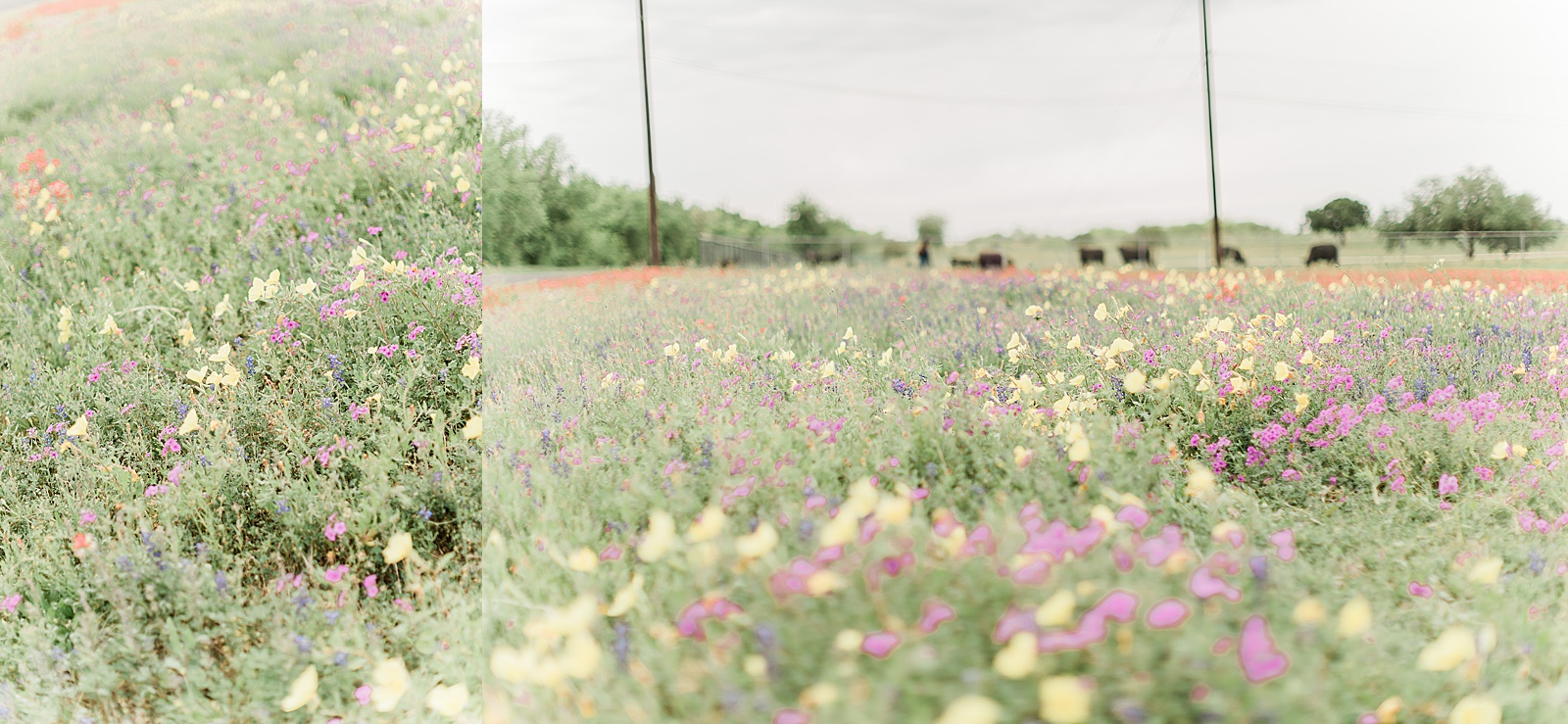 Texas Wildflower Field, Anna kay Photography, Destination Wedding Photographer