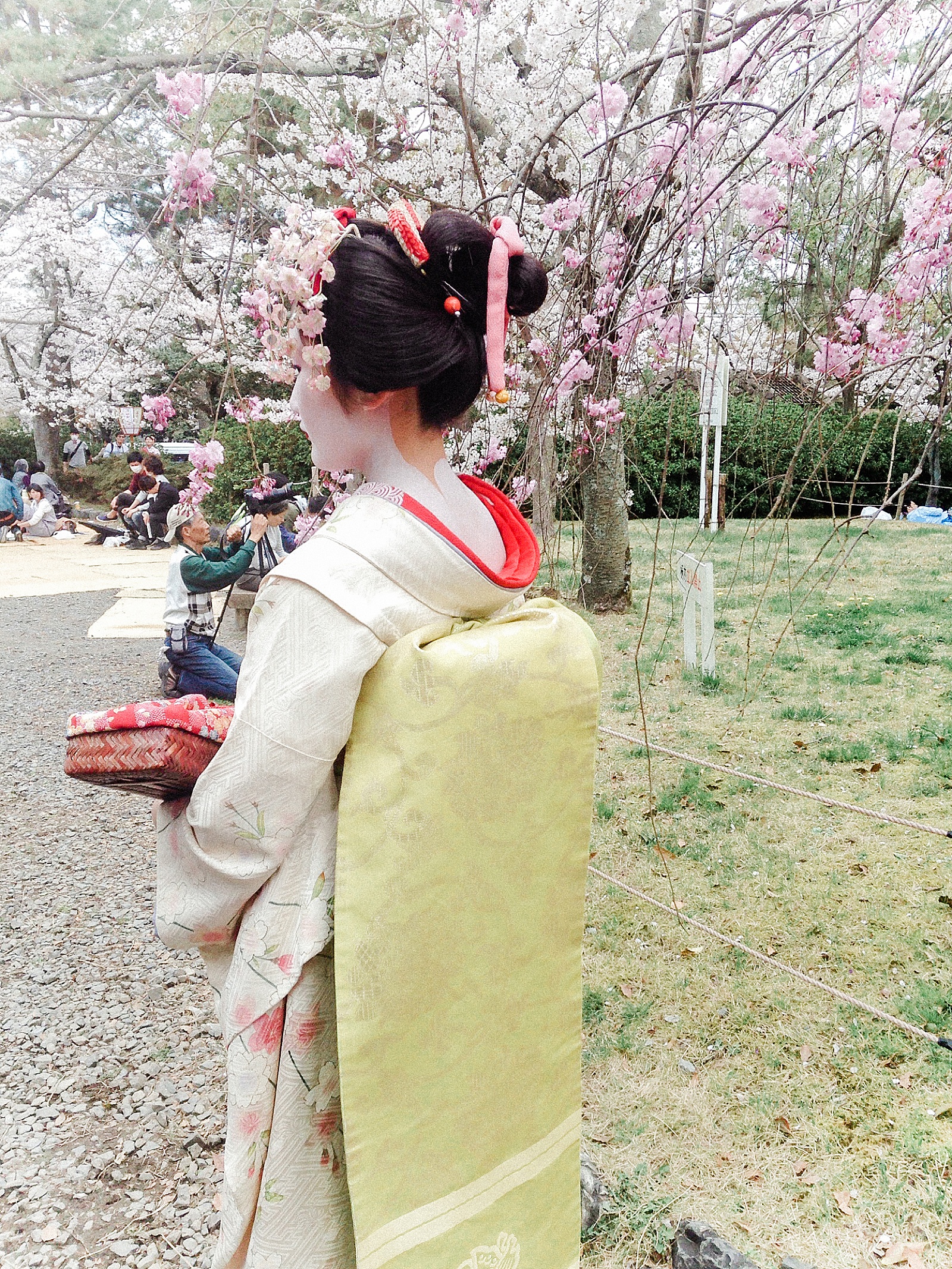 Geisha in Cherry Blossoms, Miyajima, Anna Kay Photography, Tokyo Destination Photographer