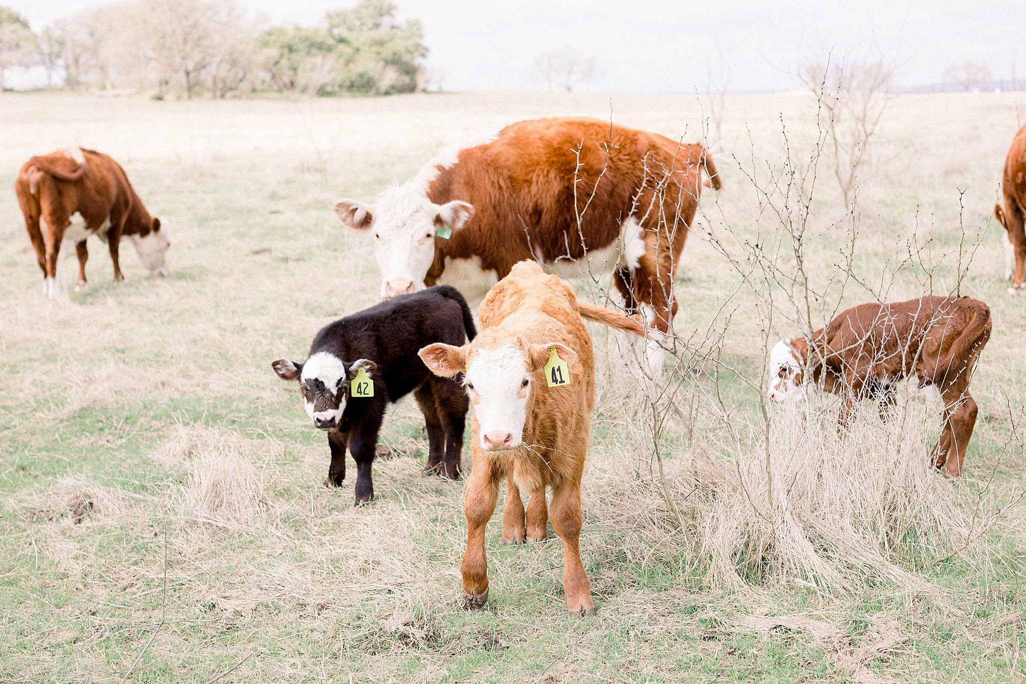 Baby Cows in Texas Hill Country